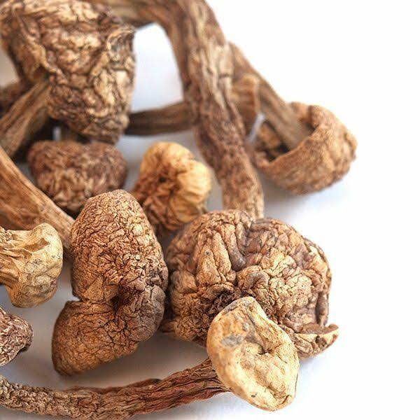 Dried Blazei Brazilian Cap Mushrooms 1 lb U582