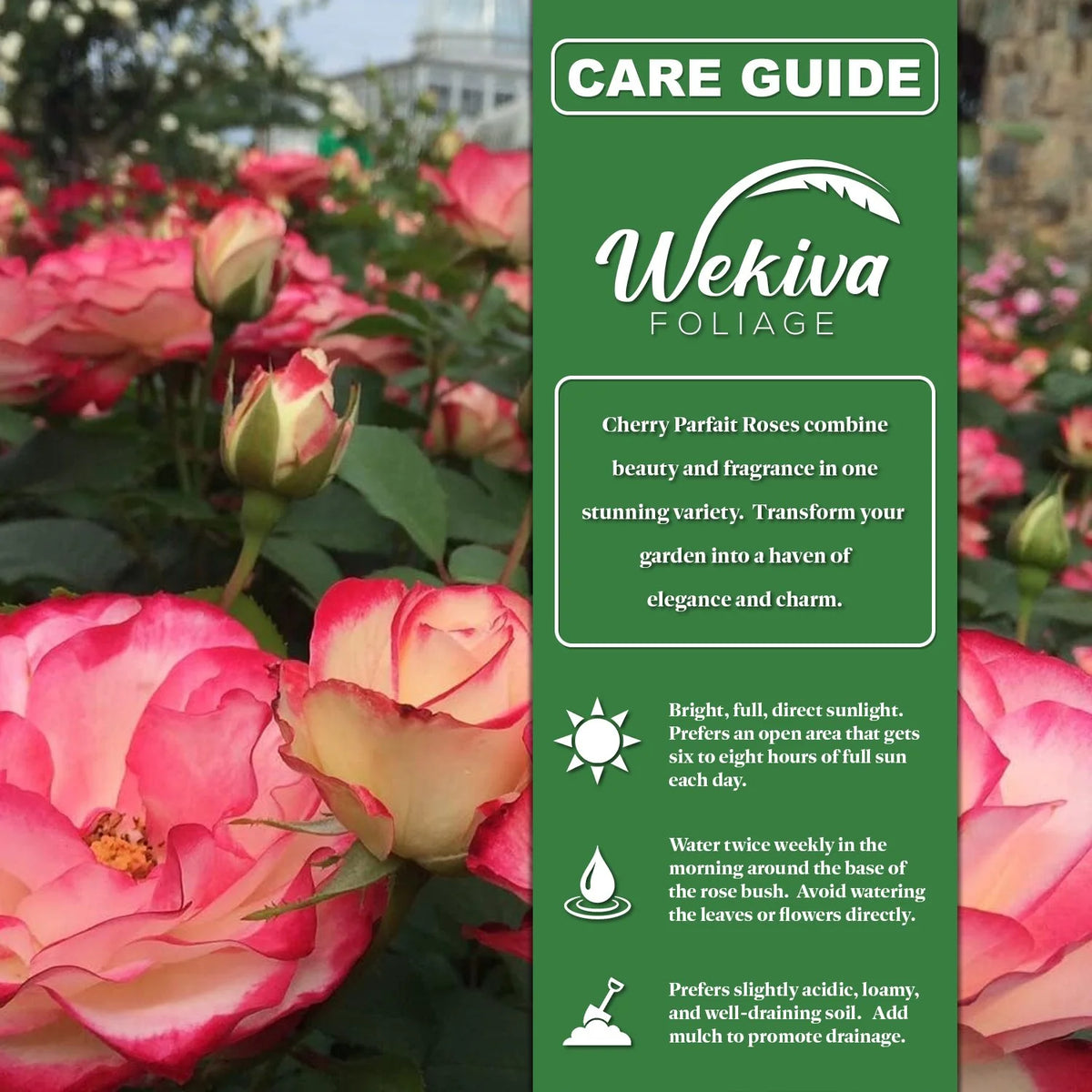 Cherry Parfait Rose Bush Starter Plant in 2 Inch Pot P49876