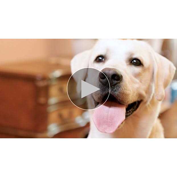 Male Dog Wrap A205