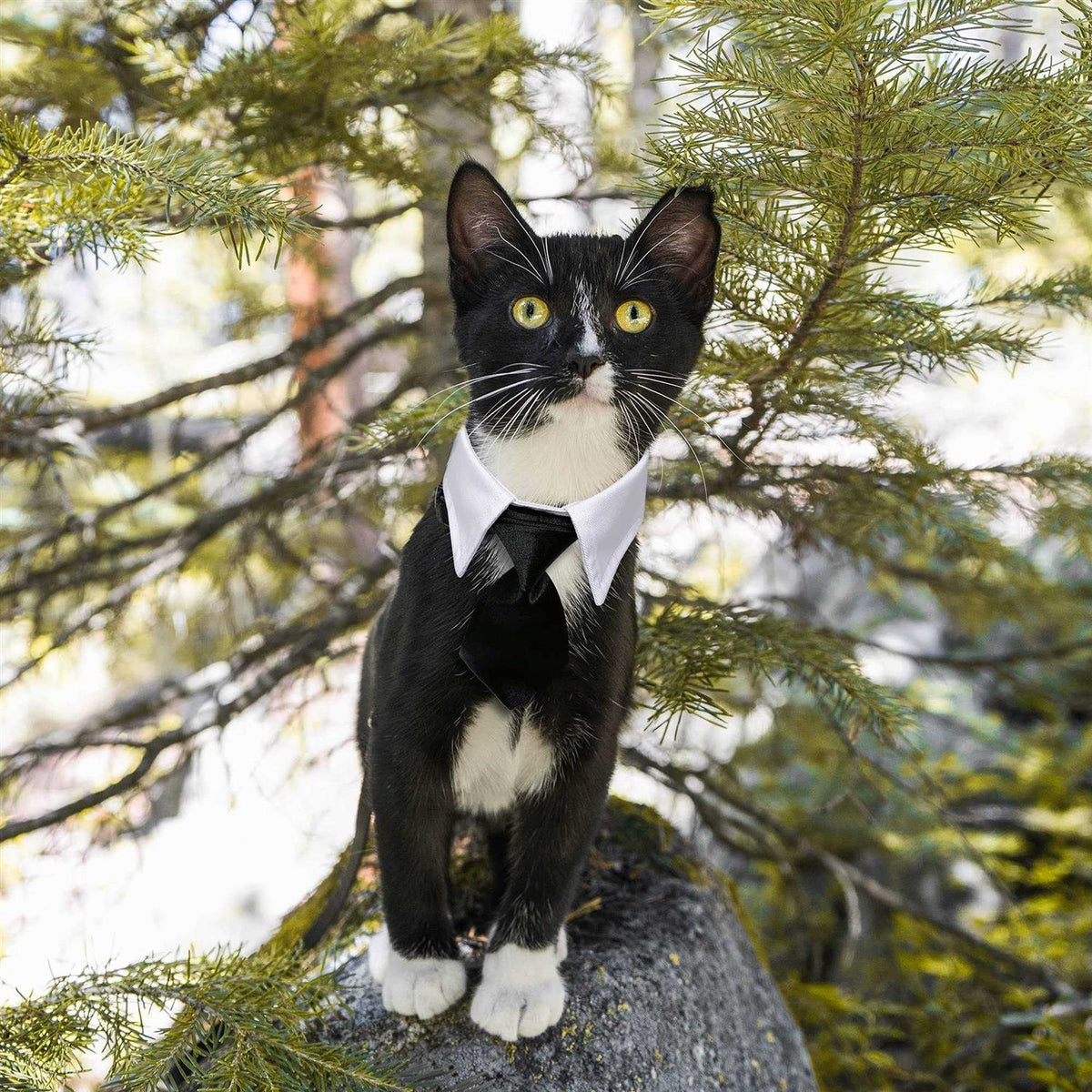 Dog Tuxedo Collar Bow Tie I9446
