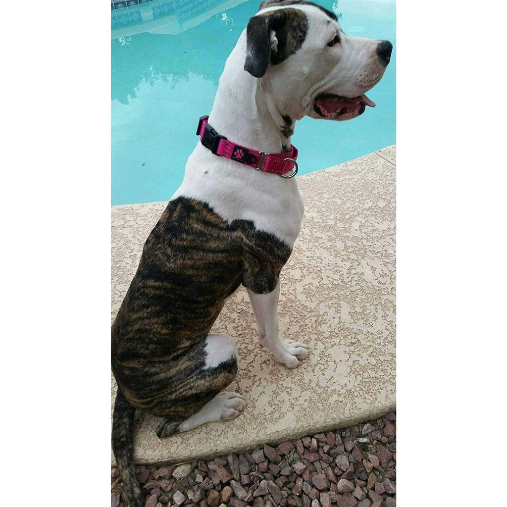 Nylon Martingale Collar L61075