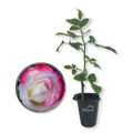 Cherry Parfait Rose Bush Starter Plant in 2 Inch Pot P49876