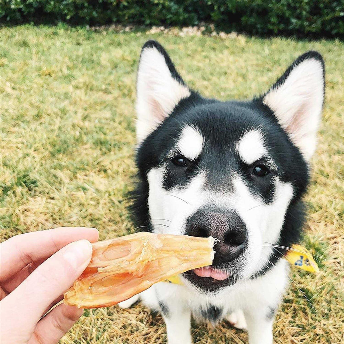 Beef Tendon Dog Chews D385