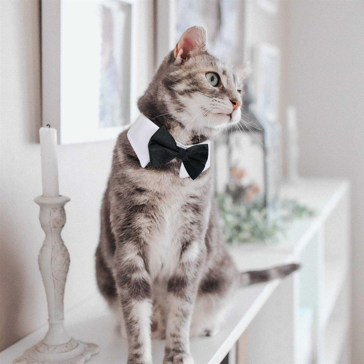 Dog Tuxedo Collar Bow Tie I9446
