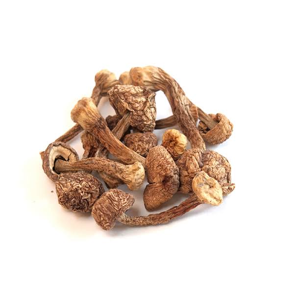 Dried Blazei Brazilian Cap Mushrooms 1 lb U582