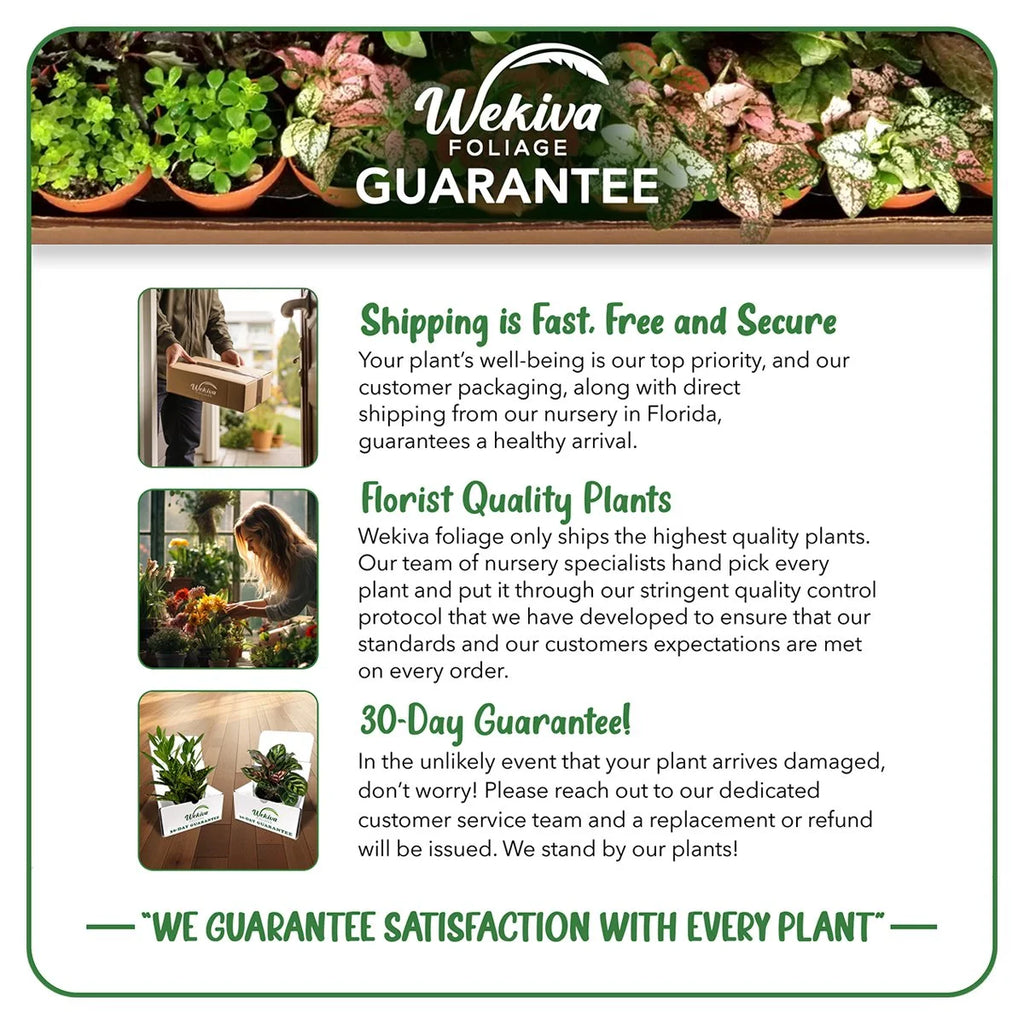 Cherry Parfait Rose Bush Starter Plant in 2 Inch Pot P49876