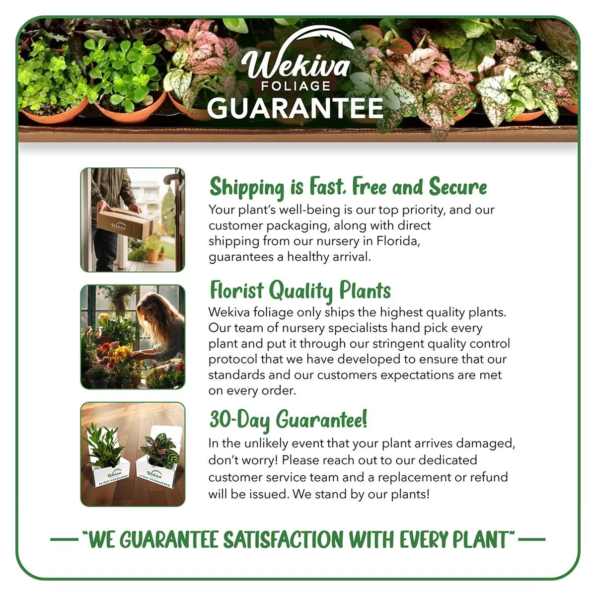 Cherry Parfait Rose Bush Starter Plant in 2 Inch Pot P49876