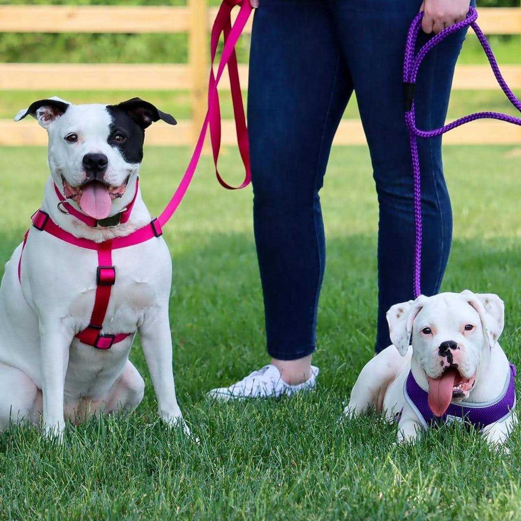 Adjustable Nylon Dog Harness G538