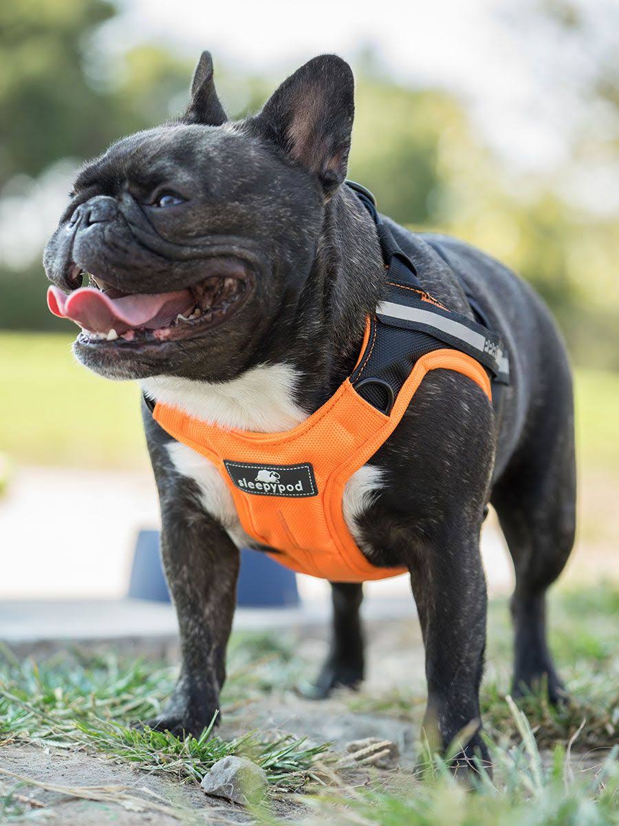 Orange Dream Safety Harness M379